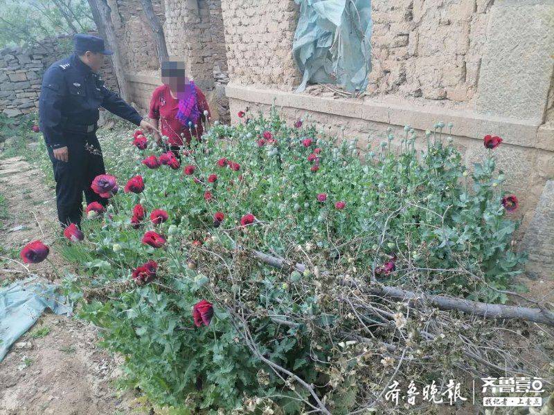 种罂粟蘸酱吃,糊涂老太太被拘留15天-齐鲁晚报网
