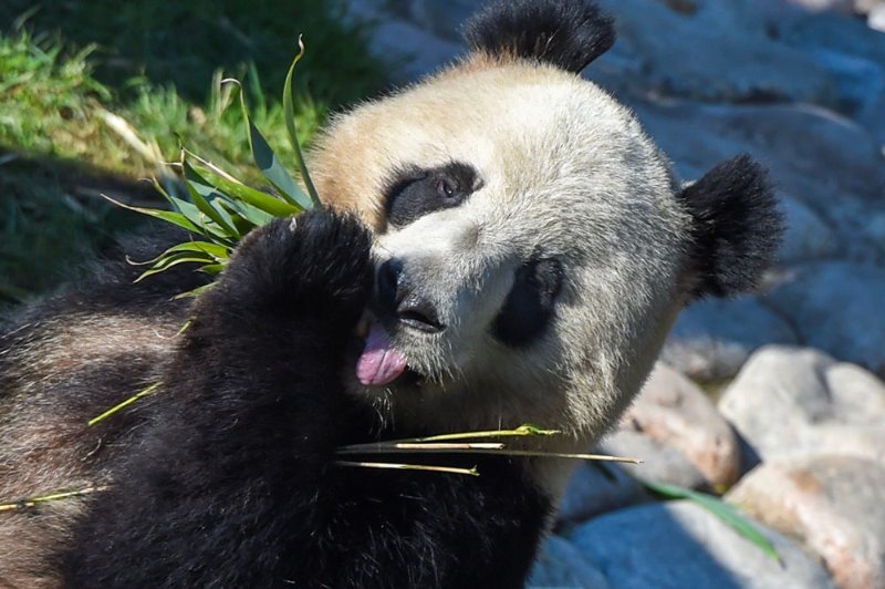 丹麦驻外大熊猫翻出2000平豪宅吃了一针麻醉被抬回