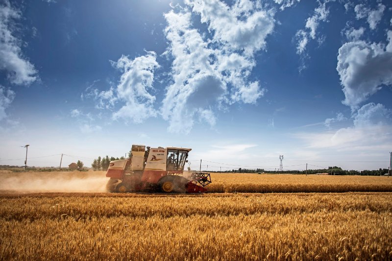 麦子麦子今年夏粮喜获丰收