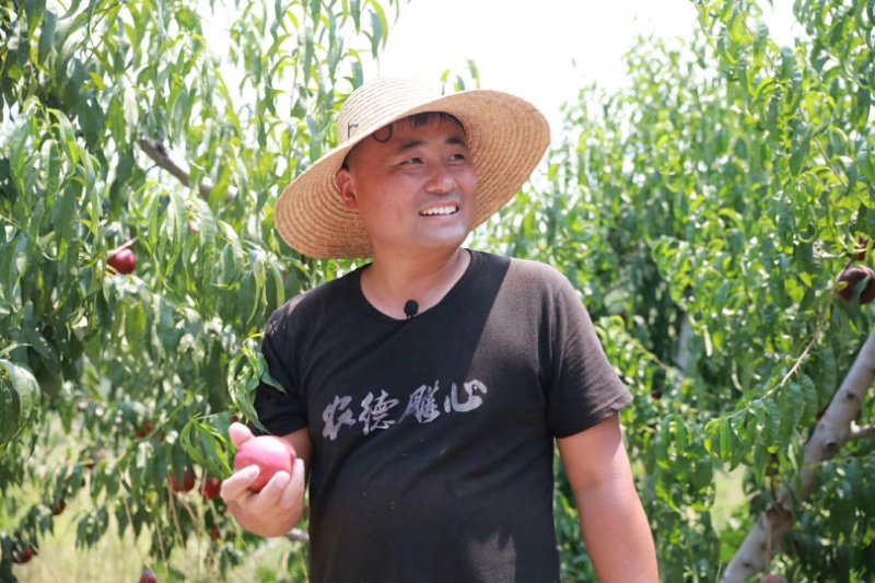 8年成一果!"追梦"新农人刘元强与他的"桃本桃"梦