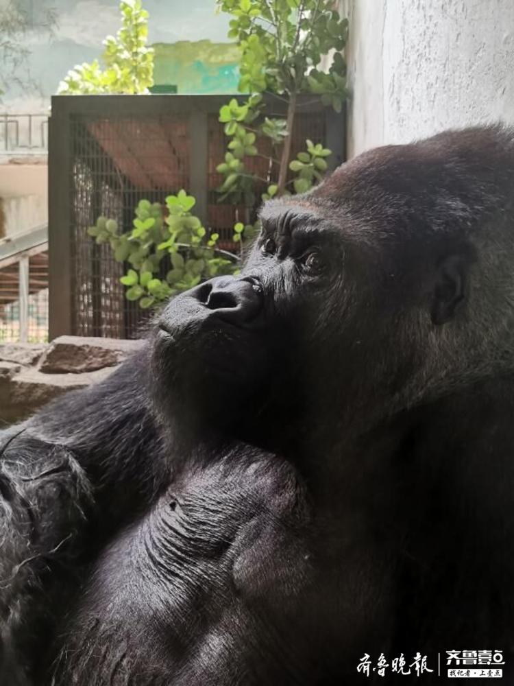 中国动物园现存最年长大猩猩过生日,快来一睹它的生日礼物