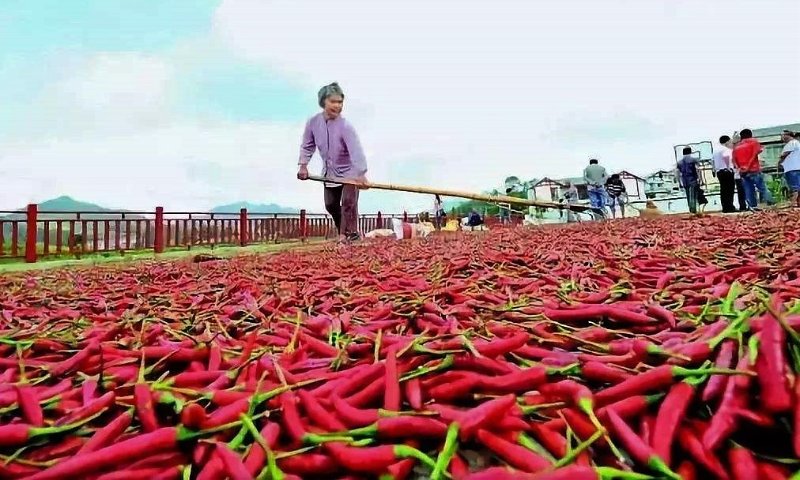 此外,遵义以红色文化出名,但它还是中国的辣椒之城,辣椒种类之多
