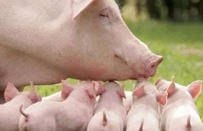 山东二季度末能繁母猪存栏254万头，比一季度末扩大11.4%