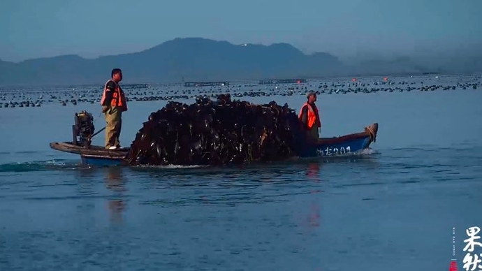 果然视频|清晨跟渔民出海，探秘烟台大钦岛海带如何收割变成珍品