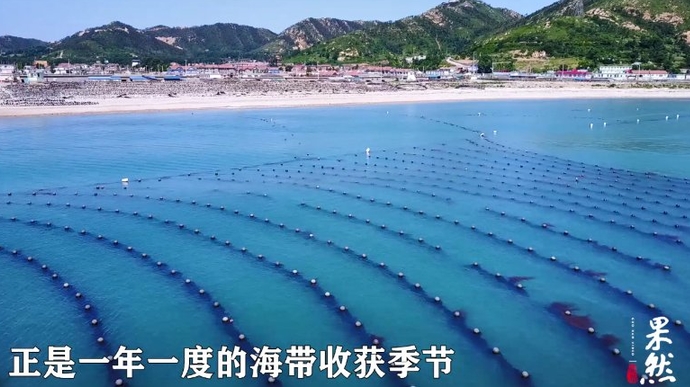 果然视频|航拍渤海深处的“海带天堂”大钦岛，海岛风味令人陶醉
