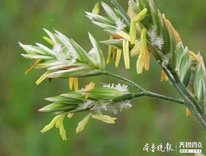 黑麦草开花了长相平平但用途多多