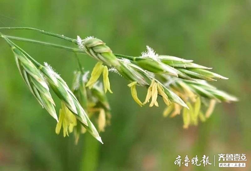 黑麦草开花了长相平平但用途多多