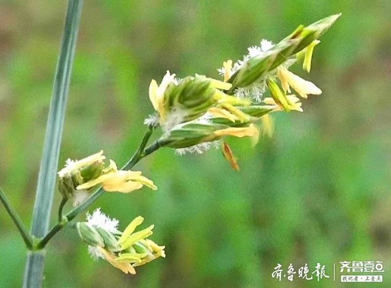 黑麦草开花了长相平平但用途多多