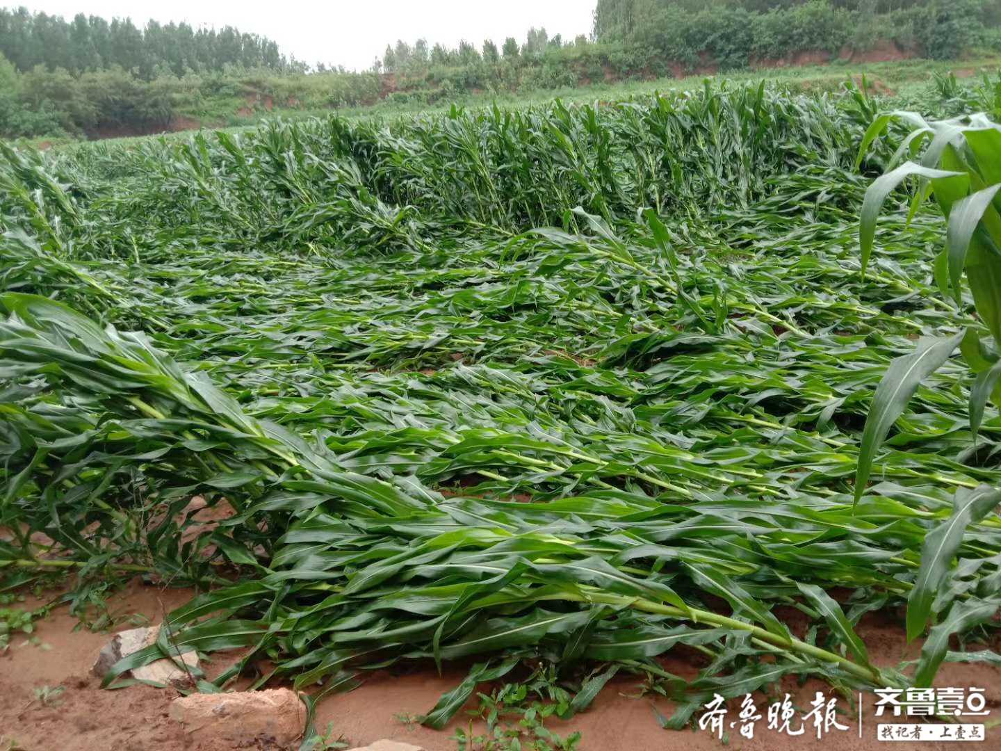 情报站折的折倒的倒一场狂风暴雨后泰安肥城玉米倒伏一大片