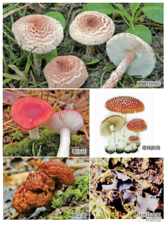 济南时报|痛心，误食毒蘑菇7岁男孩不幸离世，曾牵动无数济南人的心
