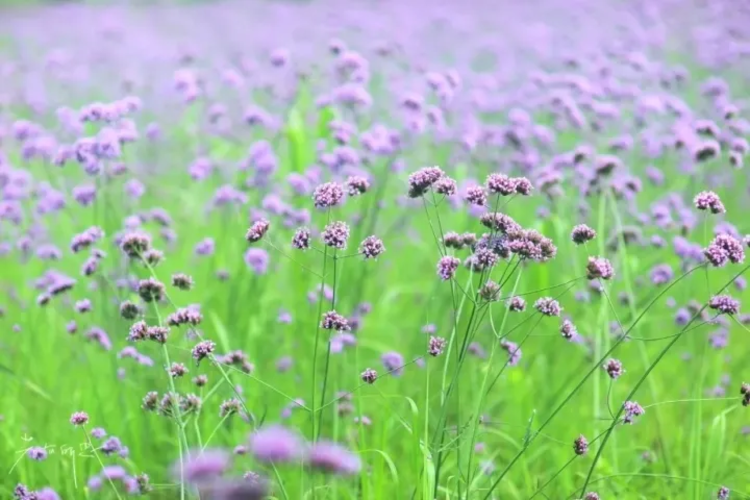 听风吹麦浪，看兰陵国家农业公园秋色