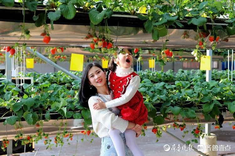 草莓空中长，兰陵这个智慧农业示范园有科技感
