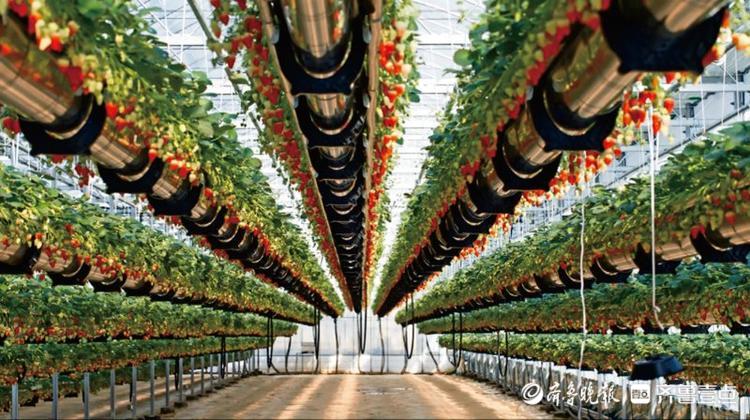 草莓空中长，兰陵这个智慧农业示范园有科技感