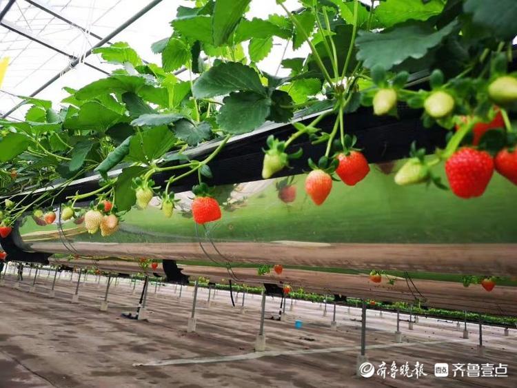 草莓空中长，兰陵这个智慧农业示范园有科技感
