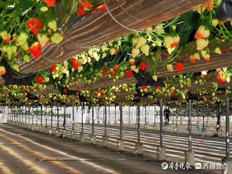 草莓空中长，兰陵这个智慧农业示范园有科技感
