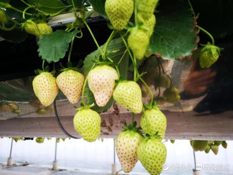 草莓空中长，兰陵这个智慧农业示范园有科技感