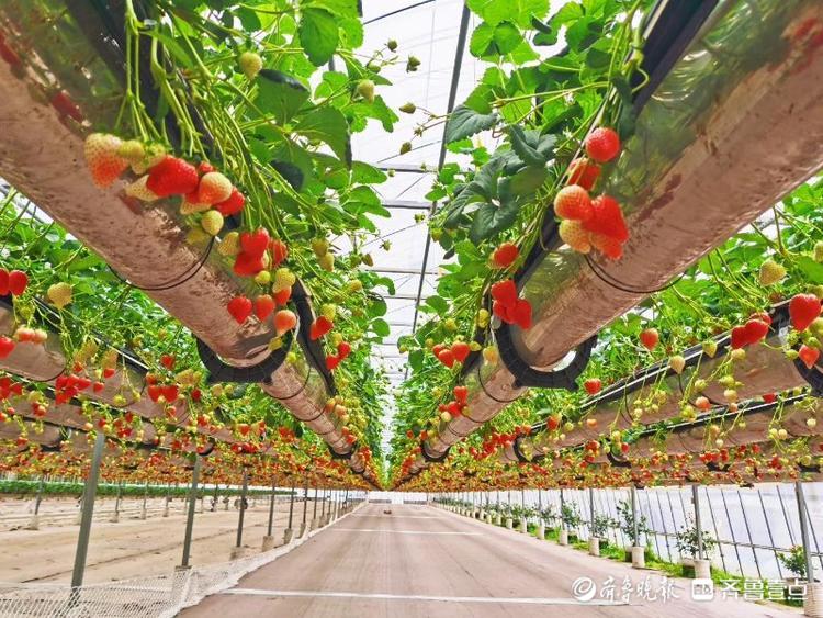 草莓空中长，兰陵这个智慧农业示范园有科技感