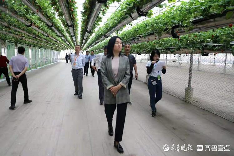 草莓空中长，兰陵这个智慧农业示范园有科技感
