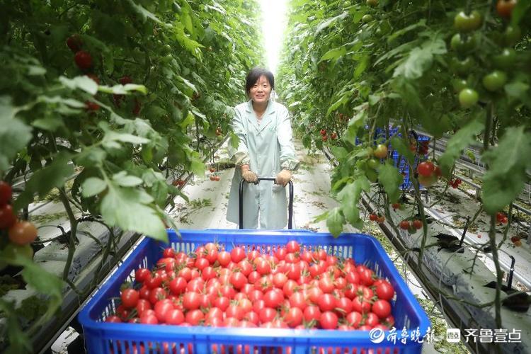 亚洲最大！兰陵这个农业产业园环控系统国际领先