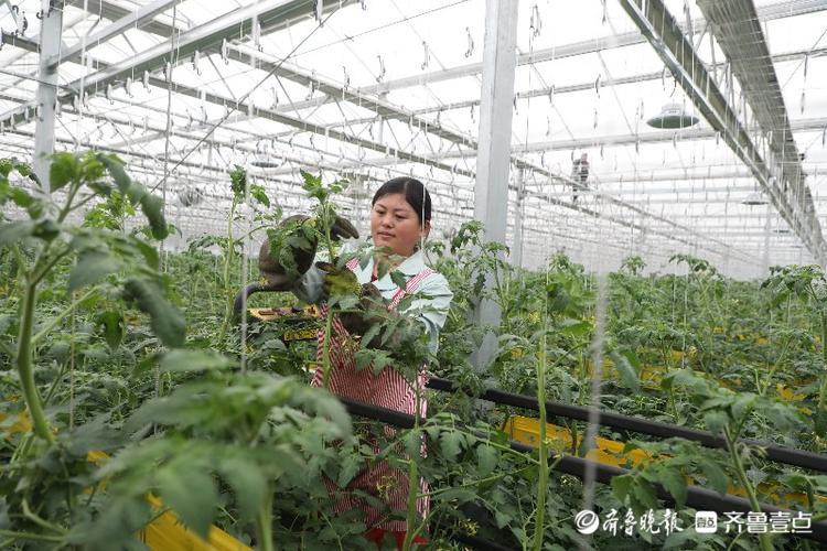 亚洲最大！兰陵这个农业产业园环控系统国际领先