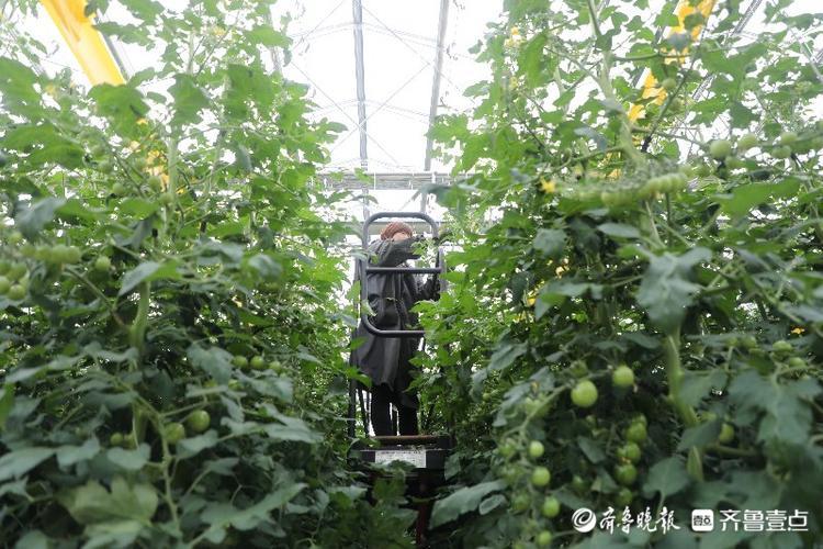 亚洲最大！兰陵这个农业产业园环控系统国际领先