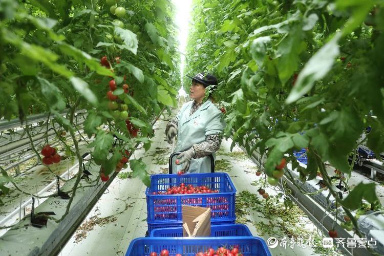 亚洲最大！兰陵这个农业产业园环控系统国际领先