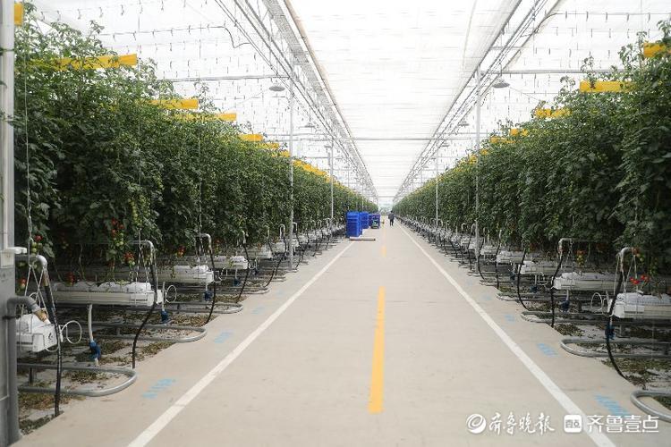 亚洲最大！兰陵这个农业产业园环控系统国际领先