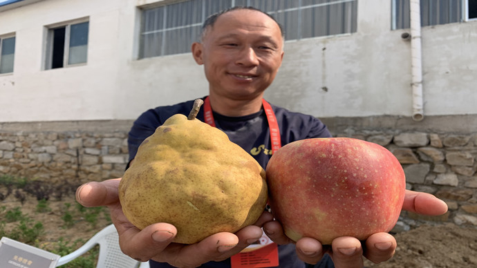 壹直播|金秋时节丰收季!鲜美烟台花样庆祝农民丰收节