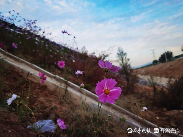 探访济泰高速服务区，花已开好准备迎客