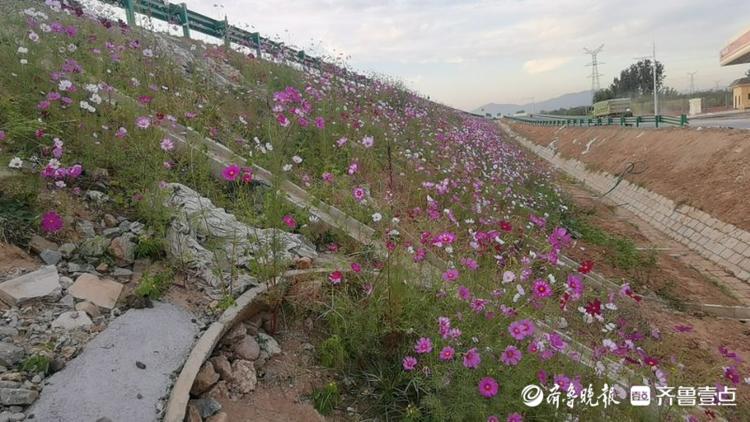 探访济泰高速服务区，花已开好准备迎客
