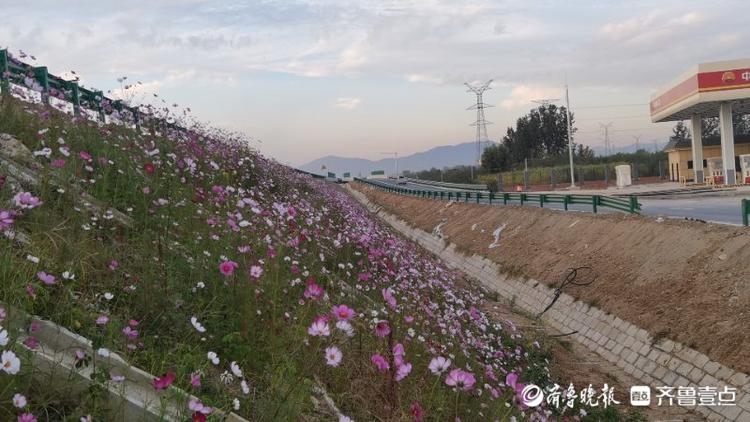 探访济泰高速服务区，花已开好准备迎客
