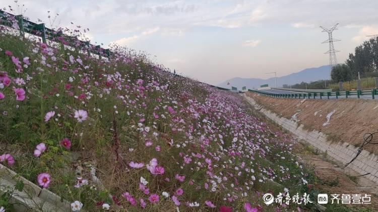 探访济泰高速服务区，花已开好准备迎客