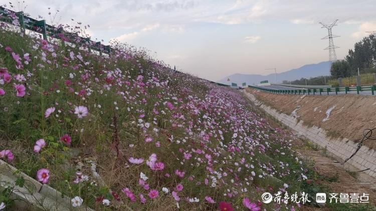 探访济泰高速服务区，花已开好准备迎客