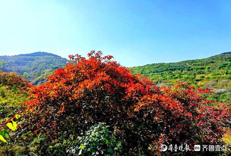 这里的红叶已经艳红了！来西营积米峪赏红叶吧