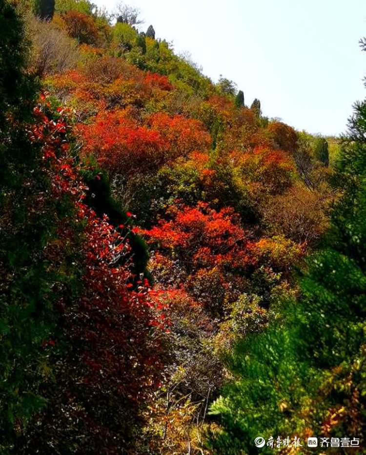 这里的红叶已经艳红了！来西营积米峪赏红叶吧