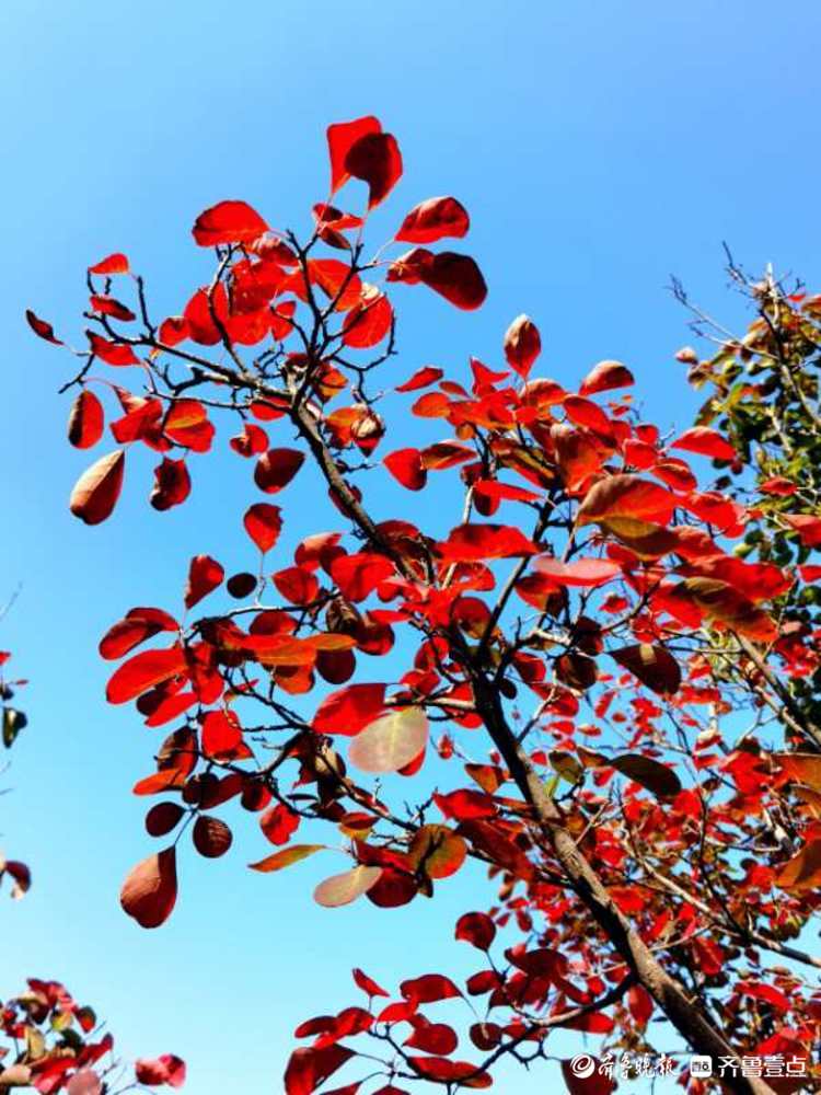 这里的红叶已经艳红了！来西营积米峪赏红叶吧