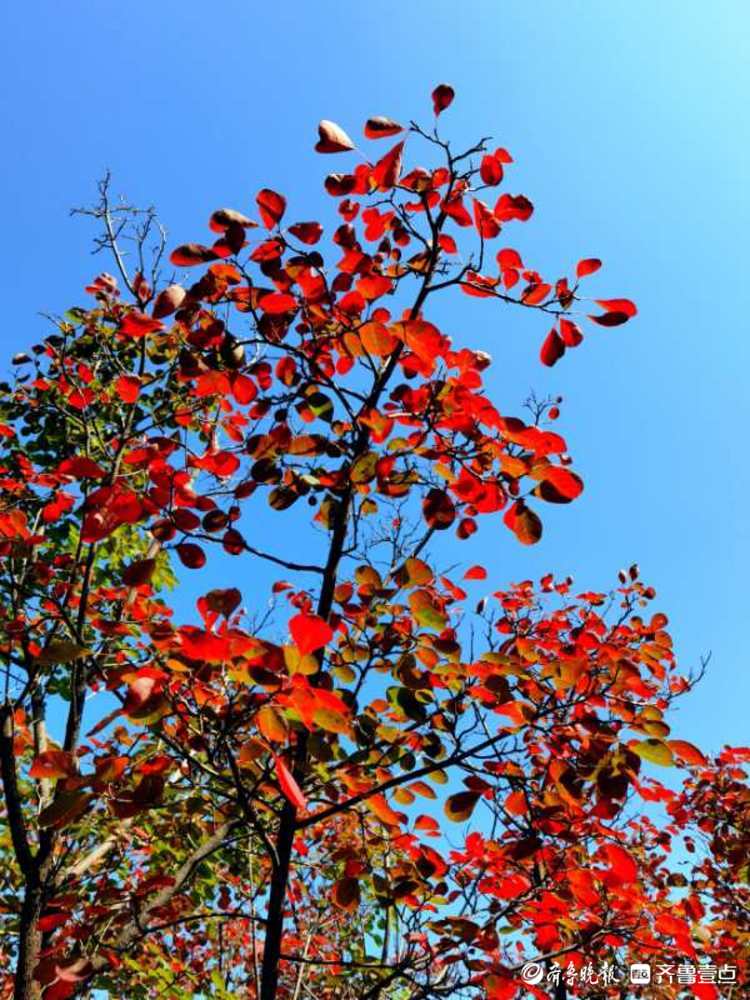 这里的红叶已经艳红了！来西营积米峪赏红叶吧