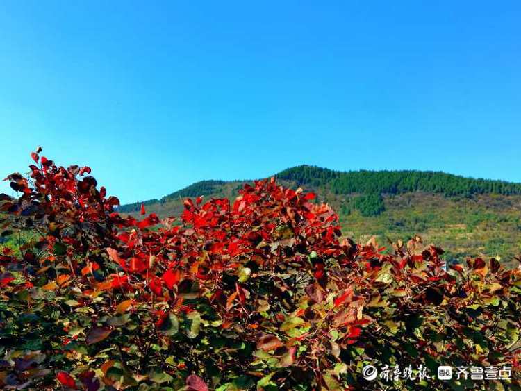 这里的红叶已经艳红了！来西营积米峪赏红叶吧