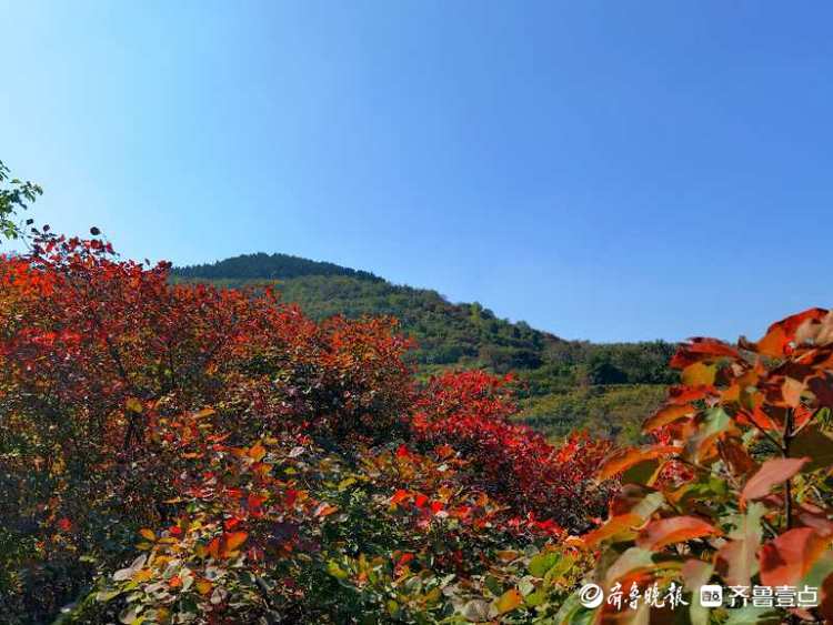 这里的红叶已经艳红了！来西营积米峪赏红叶吧