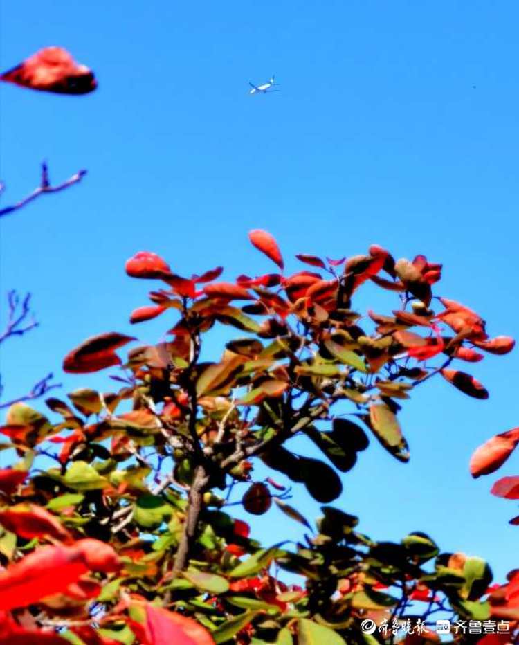 这里的红叶已经艳红了！来西营积米峪赏红叶吧