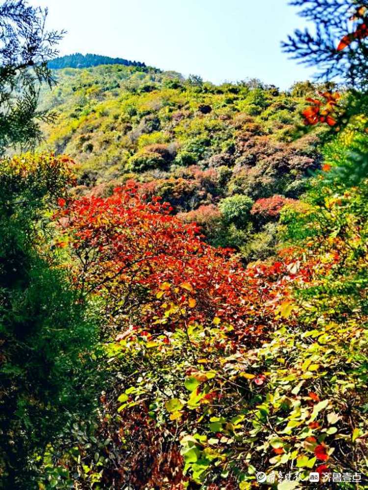 这里的红叶已经艳红了！来西营积米峪赏红叶吧