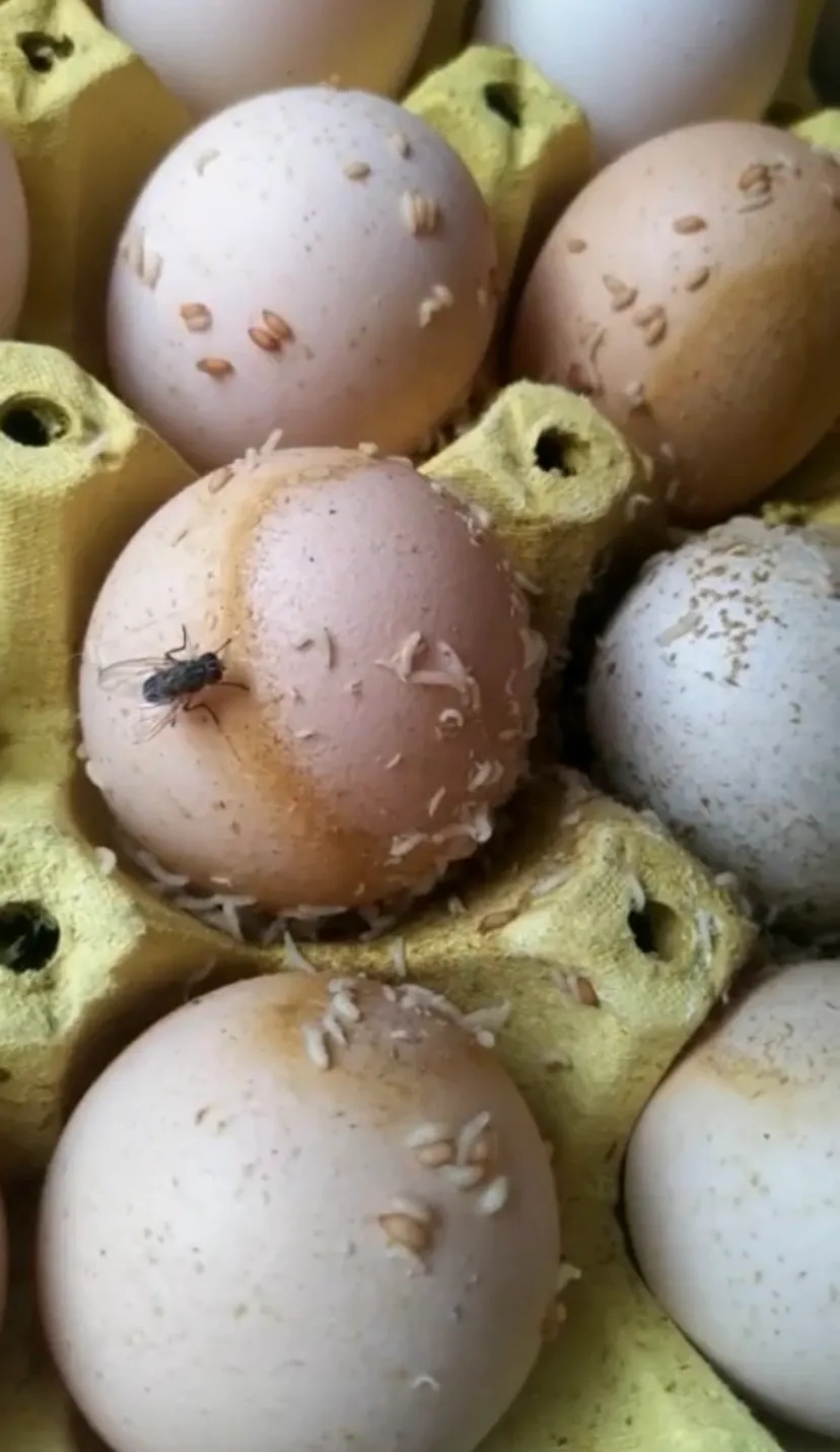 可以看到,用纸浆蛋托盛装的鸡蛋里,有几个破裂的鸡蛋上爬满了白色的蛆
