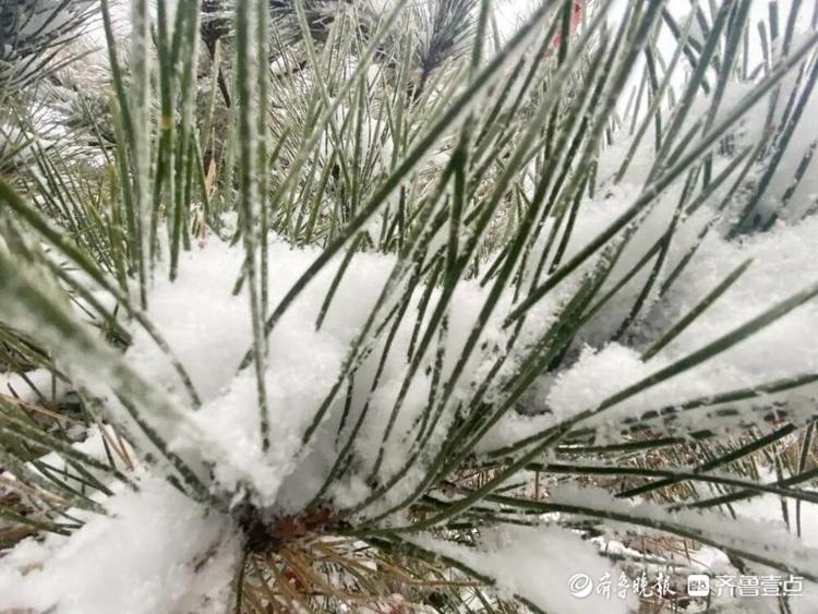 沂蒙最高峰飘起了雪花，沂蒙山龟蒙景区迎来今冬第一场雪