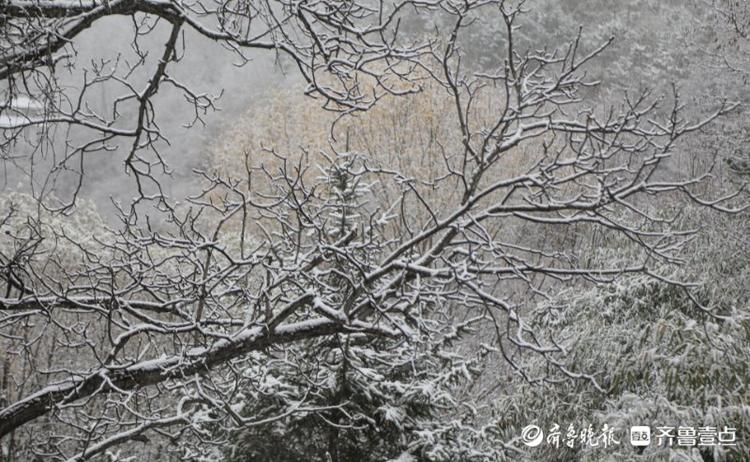今冬济南首场降雪已抵达！九如山、跑马岭等景区银装素裹