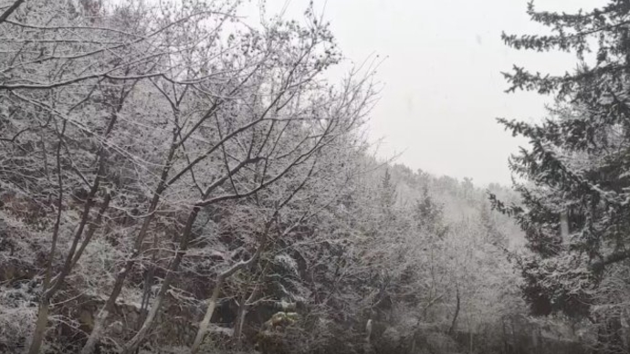 果然视频｜快来看济南今冬首雪！雪花纷纷扬扬美极了