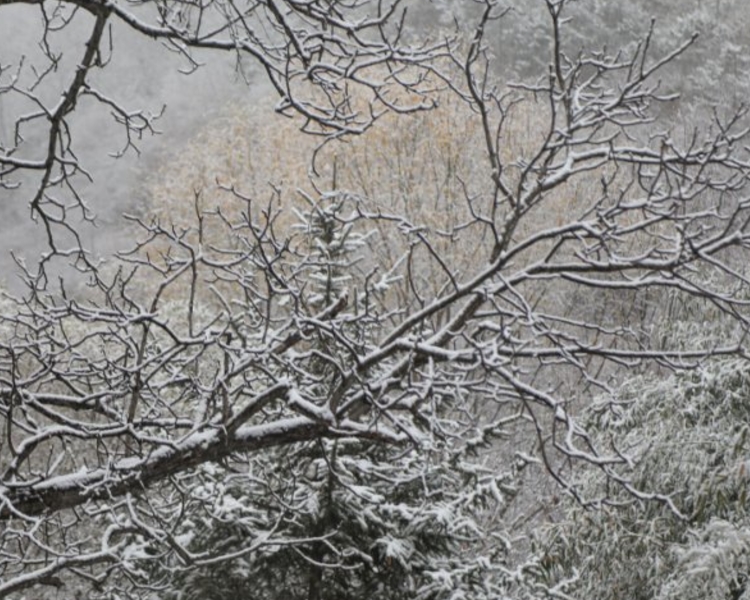11月21日开始，山东多地迎来今冬首场降雪，一起看看各地的最新情况吧！