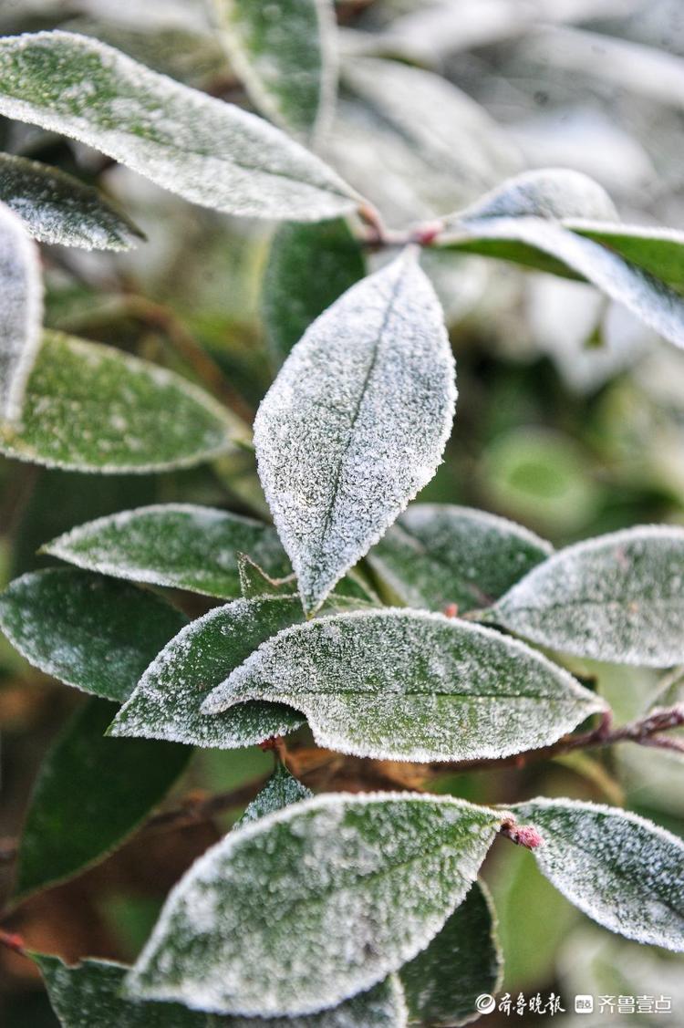 天有多冷？一夜之间济南绿化带披白霜，远看如下雪