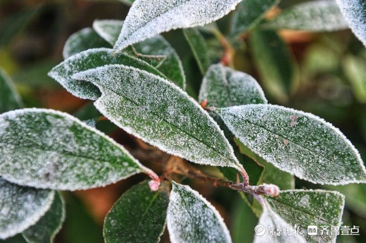 天有多冷？一夜之间济南绿化带披白霜，远看如下雪