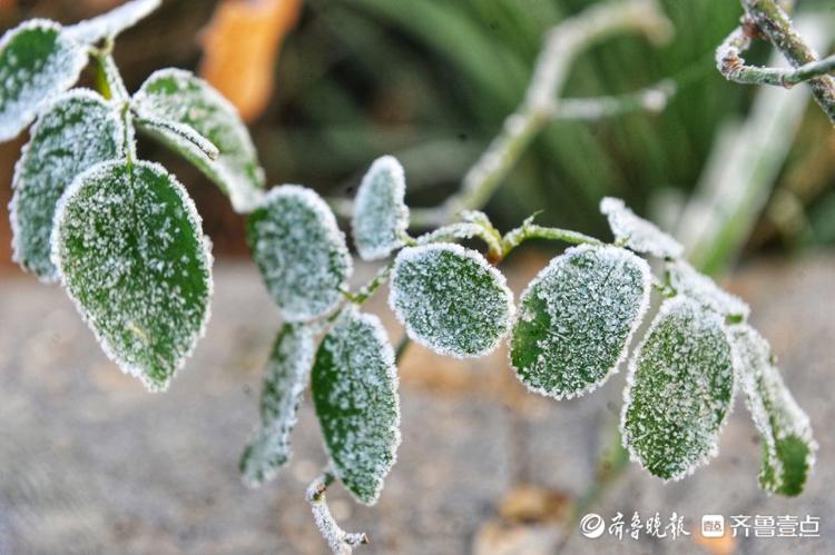 天有多冷？一夜之间济南绿化带披白霜，远看如下雪