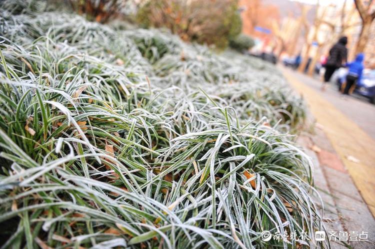 天有多冷？一夜之间济南绿化带披白霜，远看如下雪